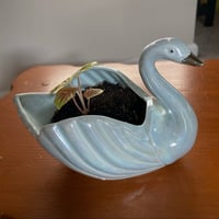 Image 1 of Rippled Peperomia in Blue Iridescent Swan