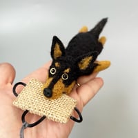 Image 1 of Australian Kelpie “black & tan”