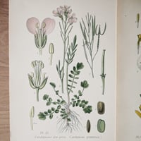 Image 2 of Planche De Botanique Coloree 