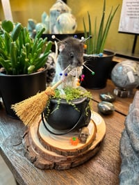 Taxidermy for Beginners Class - Weds October 8th 5.30-10pm