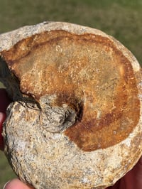 Image 8 of Australian Ammonite Fossil #1976