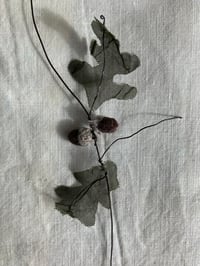 Image 1 of Oak Leaves and Acorns