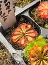 Drosera venusta 
