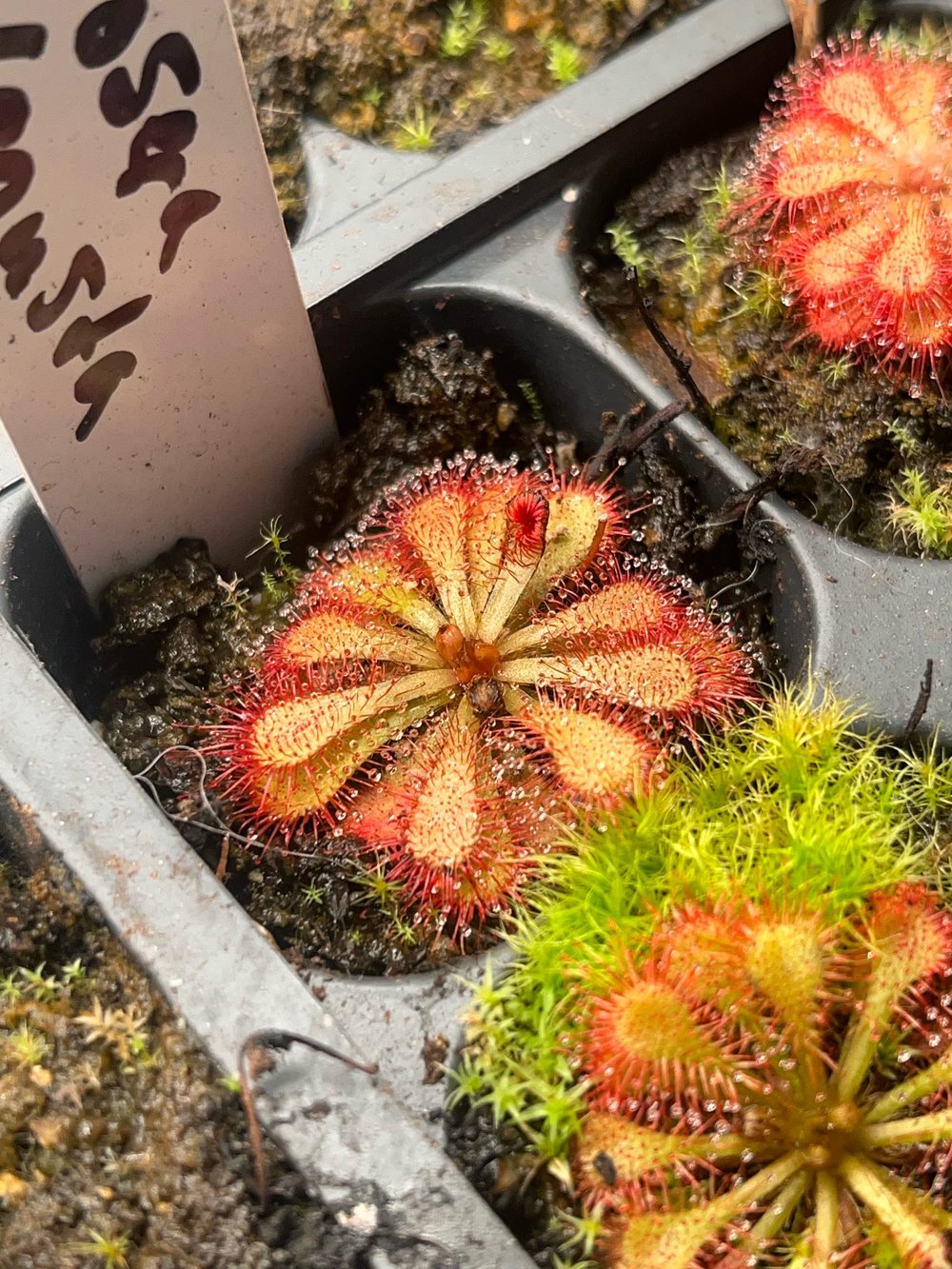 Drosera venusta 