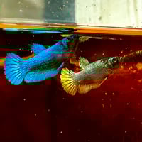Image of Solid Blue Copper Female Sorority (Plakat)