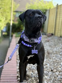 Image 2 of Stars & Shells Tactical Lead & Collar Set  