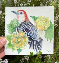 Red-Bellied Woodpecker & Tulip Poplar Blooms