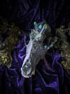 Rainbow Aura Quartz - Coyote Skull