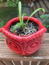 Image 2 of Spider Plant in Red Owl Planter