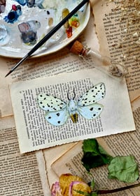 Image 1 of Life in Old Pages Insect n. 58 Tiger Moth