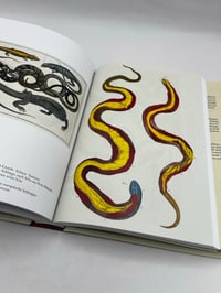 Image 7 of Seba. Cabinet of Natural Curiosities. 45th Ed.