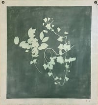 Image 2 of Ivy