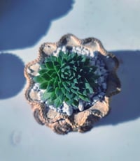Image 2 of TeraPullover medium  - sempervivum (με φυτό)