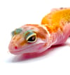 High Contrast Tangerine (Tremper) Raptor ( H-15)
