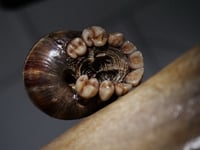 Image 21 of Dental Snull sculpture- dark walnut color, OOAK