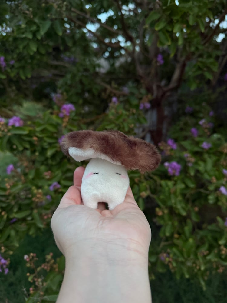 Image of Mushy