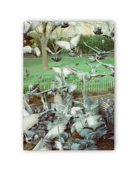 Image 1 of ‘PIGEONS‘ 35mm Film Print A4