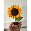 Mini Sunflowers