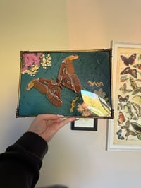 Image 4 of Atlas Moth