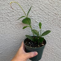 Hoya Australis