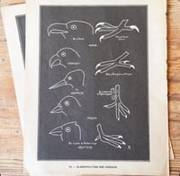 Image 11 of Planche histoire naturelle en noir & blanc