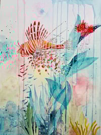 Image 1 of Lionfish