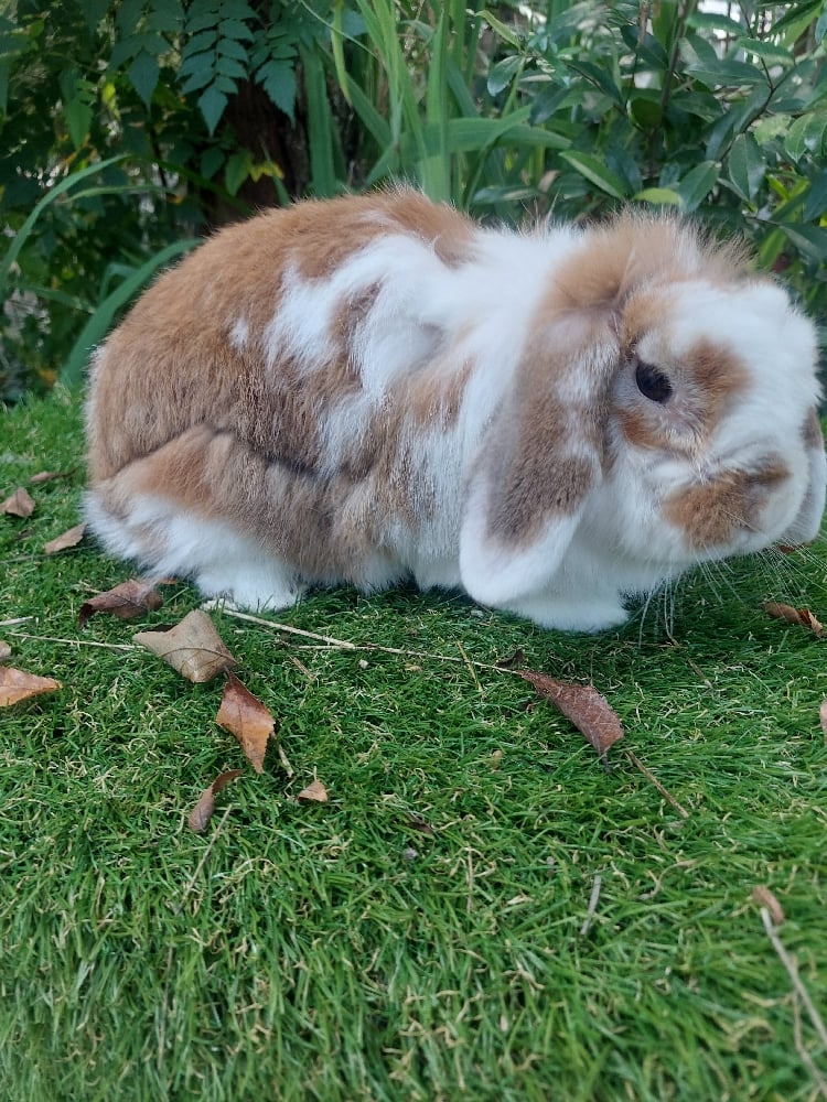 Image of Buttercup (F)