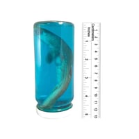 Real Shark Wet Specimen 