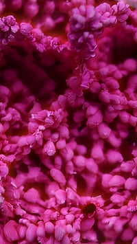 Image 7 of Magenta Bloom Snaggletooth Pendant OOAK