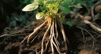 Image 1 of Suma root 