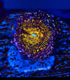 JF Frankie’s Acid Trip Zoa