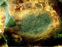 Image 1 of Stone Face