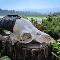 Image 2 of Large Goat Skull ( Craft Grade ) 