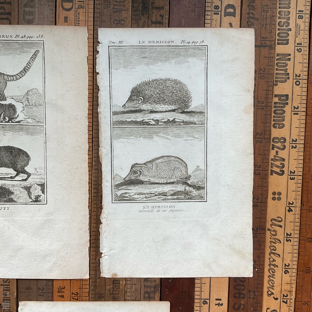 Image of French Animal Engravings set no.3