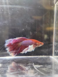Image 1 of Dumbo lavender betta