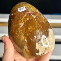 Image 2 of Petrified Wood Freeform (34A)