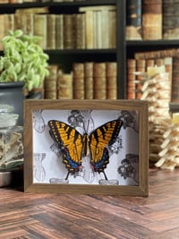 Image 1 of Faux Entomology Mounts - Eastern Tiger Swallowtail