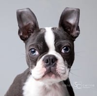 Image 1 of Dog Mini Session (single dog)