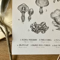 Image 3 of Mushrooms & Fungi A4 Print
