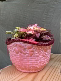 Image 1 of Polka Dot Plant in Coral/Pink Bowl