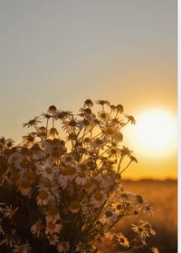 Image 3 of Saturday Sanctuary Morning Rise + Ritual Yoga Class — Starts September 12th 