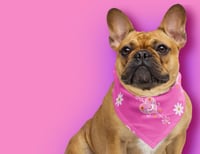 Image 3 of Lefredaina Bandana xclusiv