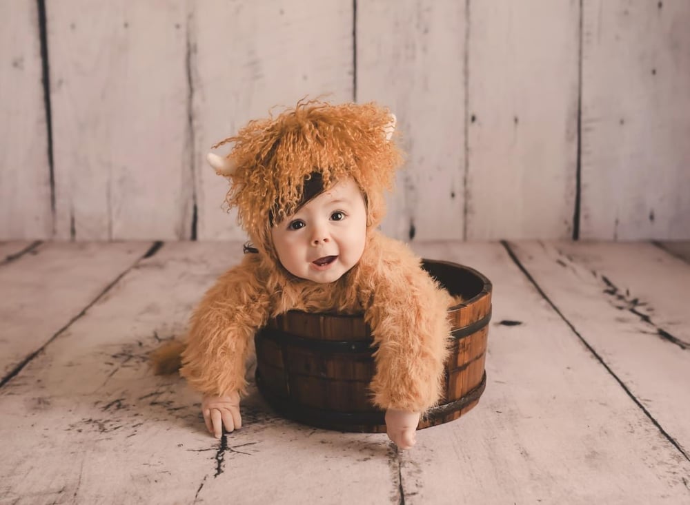 Image of Highland baby cow