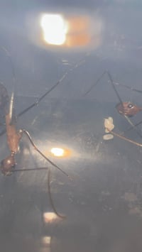 Image 4 of Camponotus angusticollis sanguinolentus