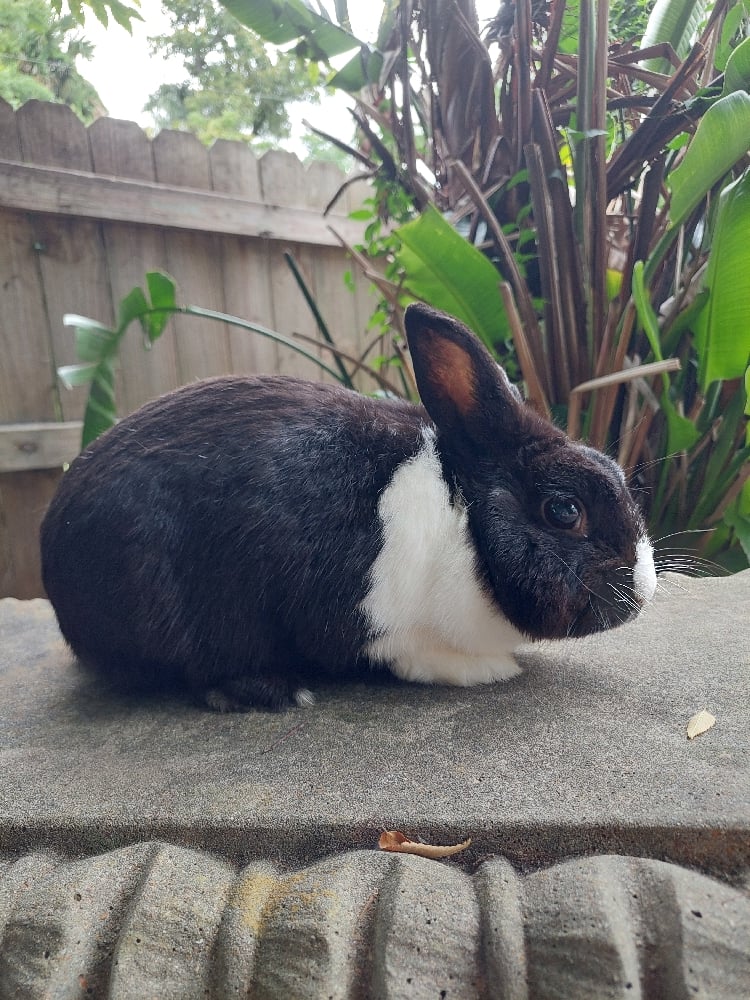 Image of Benji (M)