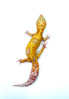 GIANT WHITE & YELLOW TANGERINE (TREMPER) H-06