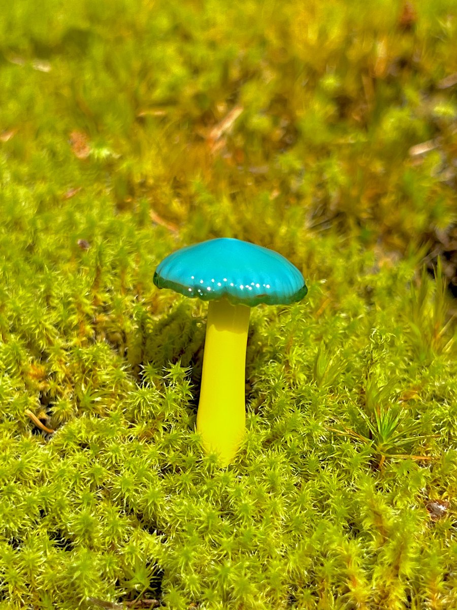 Image of Blue & Yellow Mushroom Plant Spike