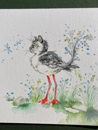 Image 2 of Ernesto - Kitty Cat Study