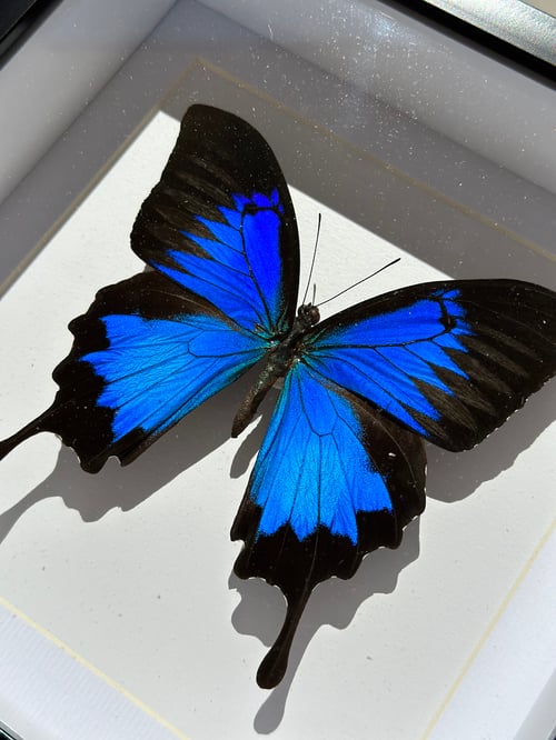 Image of Ulysses Butterfly Specimen 