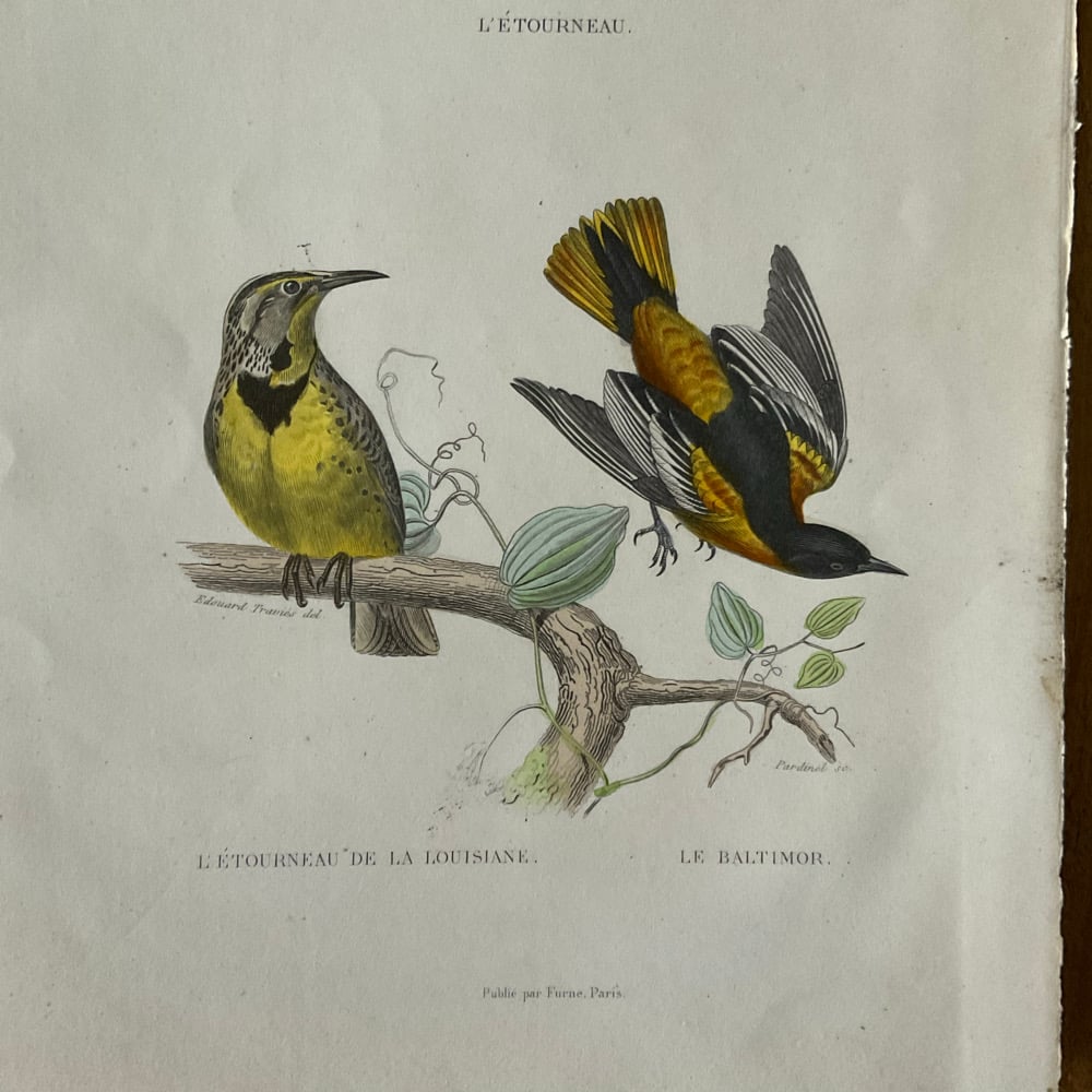 Image of Bird Picture no.5
